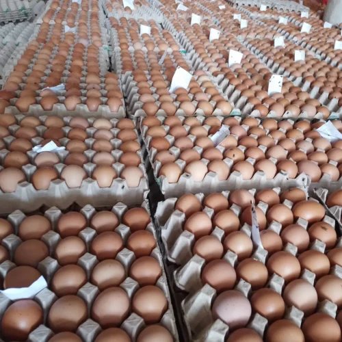 Brown Eggs (Free Range)