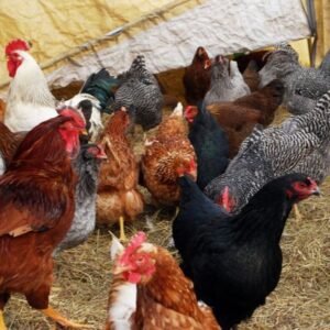 COUNTRYBRO Chicks (Male)