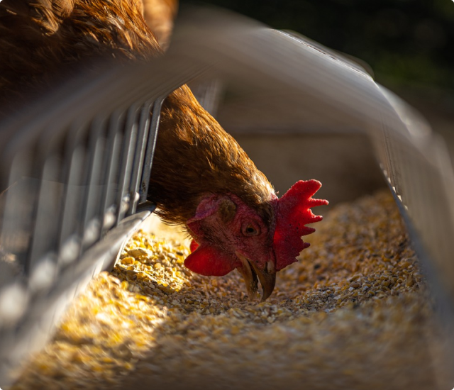 Poultry Farm Shed
