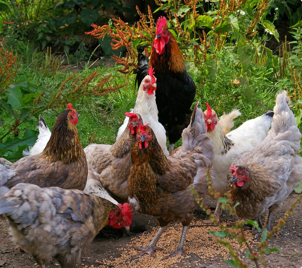 Healthy Flock