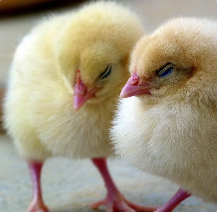 Egg Production