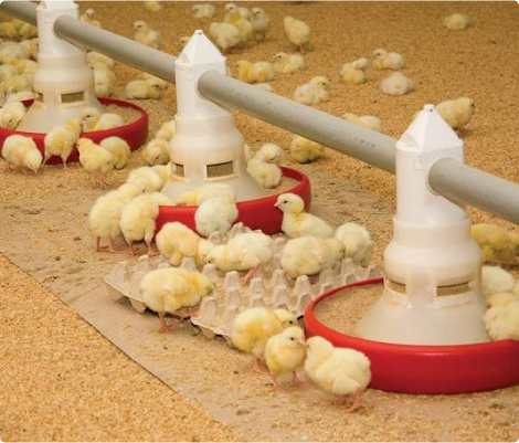 Poultry Feed