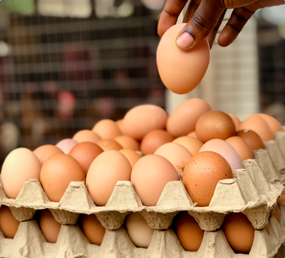 Poultry Feed